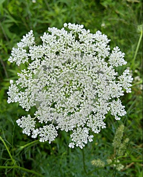 Queen Anns lace aka wild carrot photo