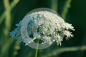 Queen Anne Lace