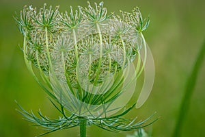 Queen Anne Lace Bud