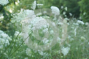 Queen Anne Lace Flower Series