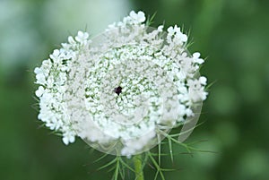 Queen Anne Lace Flower Series