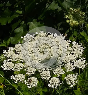 Queen Anne Lace flower