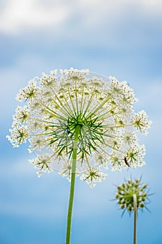 Queen Anne Lace photo