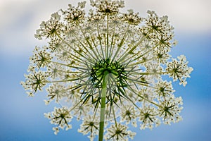 Queen Anne Lace