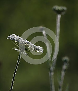 Queen Anne`s Lace