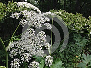 Queen Anne's Lace