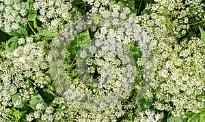 Queen Anne`s Lace Blooming in Garden