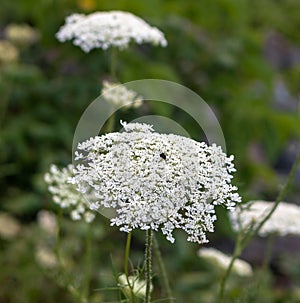 Queen Anne`s Lace with blurred background