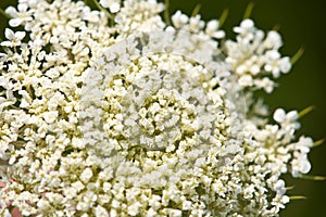 Queen Anne`s Lace Close up of white flower