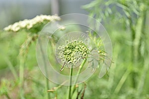 Queen Anne`s Lace or Daucus Carota Blossom