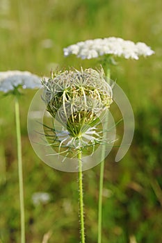 Queen Anne's Lace (Daucus carota) closed umbel