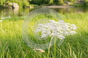 Queen Anne's lace (Daucus carota). Wildflower also known as wild