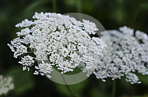 Queen Anne`s Lace Flower