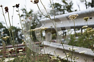 Queen Anne`s Lace flower