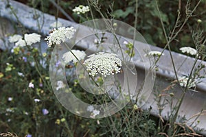 Queen Anne`s Lace flower against a metal fence