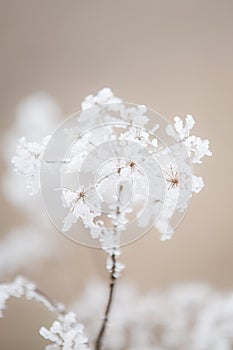 Queen anne`s lace flower covered in a beautiful icy frost