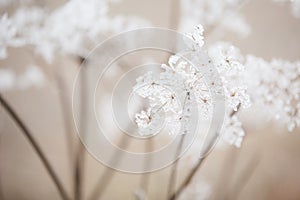 Queen anne`s lace flower covered in frost