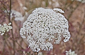 Queen Anne's Lace Flower Daucus carota