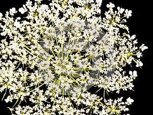 Queen Anne`s Lace Flower Isolated Black Background