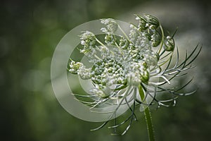 Queen Anne\'s Lace flower party open
