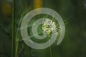 Queen anne\'s lace flower prior to opening