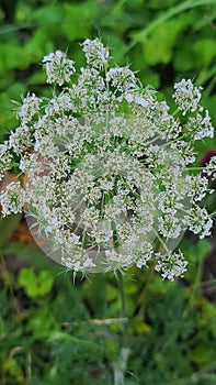 Queen Anne& x27;s lace flower, wild carrot, growing in wildflower garden