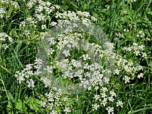 Queen Anne`s lace flowers