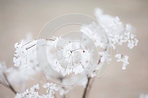 Queen anne`s lace flowers covered in a beautiful icy frost