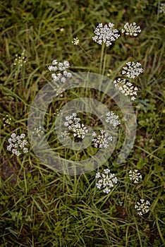 Queen Anne`s lace in the green grass. Ammi major plant in spring season