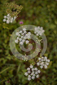 Queen Anne`s lace in the green grass. Ammi major plant in spring season