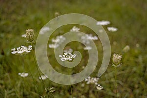 Queen Anne`s lace in the green grass. Ammi major plant in spring season