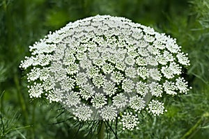 Queen Anne`s Lace, Green Mist wildflowers