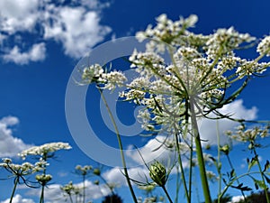 Queen Anne`s Lace Reaches For the Sky