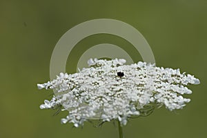 Queen Anne& x27;s Lace is a relative of the carrot and has composite flowers with a dark red central one