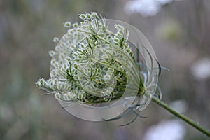 Queen Anne`s Lace Seed Head From the Composite Flower in a Utah Meadow