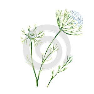 Queen Anne's lace. Watercolor illustration of white wildflower isolated on white background. Ideal for stickers