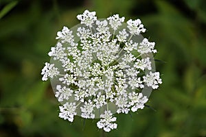 Queen Anne`s Lace weed plant