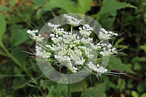 Queen Anne`s Lace white American wildflower blossom