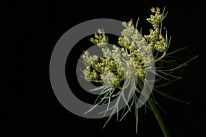 Queen Anne\'s Lace or Wild Carrot flower Daucus carota