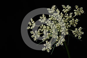 Queen Anne\'s Lace or Wild Carrot flower Daucus carota