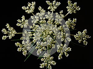 Queen Anne\'s Lace or Wild Carrot flower Daucus carota