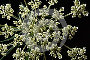 Queen Anne\'s Lace or Wild Carrot flower Daucus carota