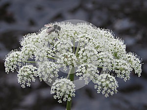 Queen Anne`s Lace wildflower with bee