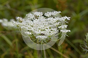 Queen Anne`s Lace Wildflower - Daucus carota