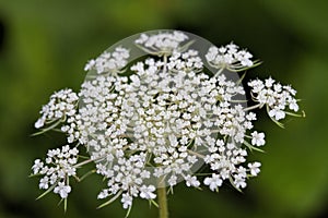 Queen Anne`s Lace Wildflower - Daucus carota