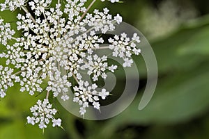 Queen Anne`s Lace Wildflower - Daucus carota