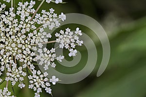 Queen Anne`s Lace Wildflower - Daucus carota