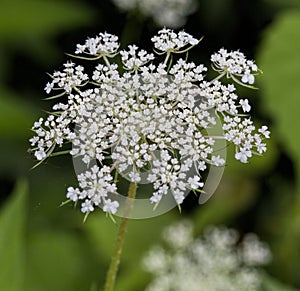 Queen Anne`s Lace Wildflower - Daucus carota