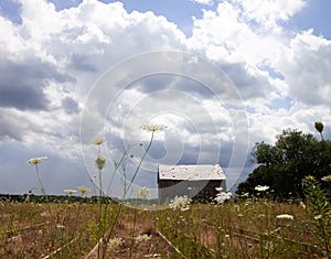 Queen annes lace with a barn