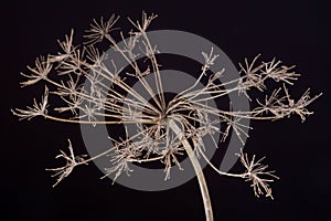 Queen Anneâ€™s Iace or Wild Carrot; Daucus Carota